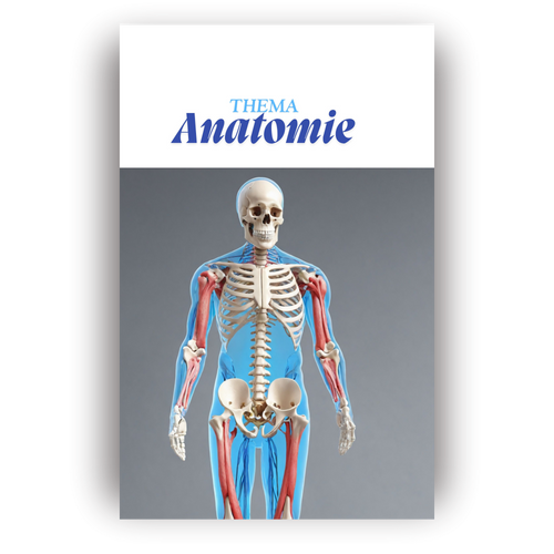 Anatomie einfach erklärt